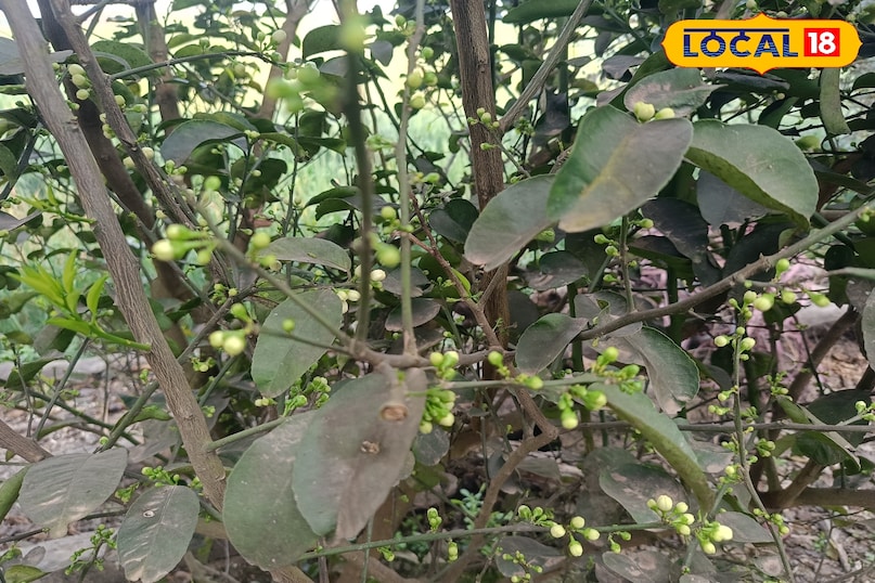 नींबू के पौधे से ज्यादा फल कैसे लें, नींबू में रस को कैसे बढ़ाएं, नींबू के साइज को बड़ा कैसे करें, नींबू के पौधे की गर्मियों में देखभाल कैसे करें, नींबू के पौधे को कौन से पोषक तत्व दें, लोकल 18, How to get more fruit from lemon plant, how to increase juice in lemon, how to increase the size of lemon, how to take care of lemon plant in summer, which nutrients should be given to lemon plant, Local 18