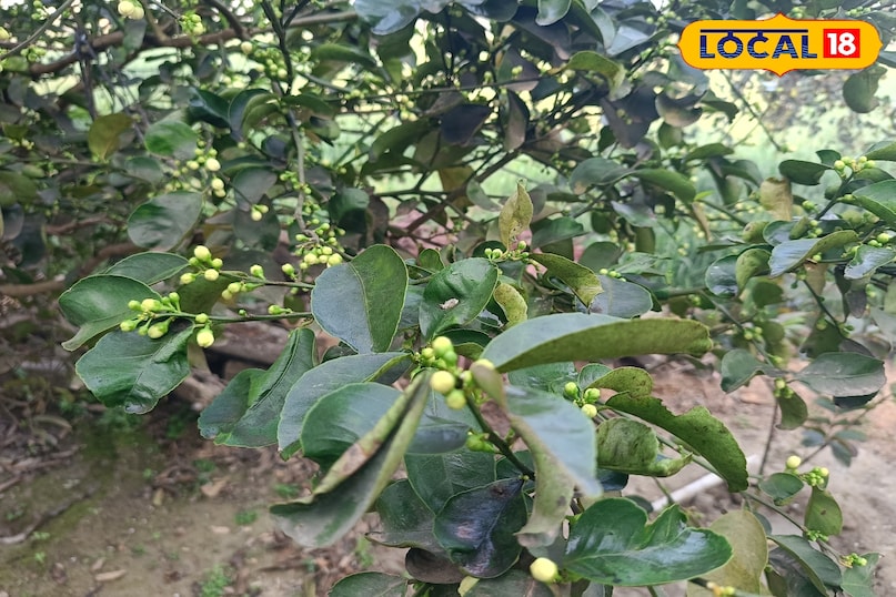 नींबू के पौधे से ज्यादा फल कैसे लें, नींबू में रस को कैसे बढ़ाएं, नींबू के साइज को बड़ा कैसे करें, नींबू के पौधे की गर्मियों में देखभाल कैसे करें, नींबू के पौधे को कौन से पोषक तत्व दें, लोकल 18, How to get more fruit from lemon plant, how to increase juice in lemon, how to increase the size of lemon, how to take care of lemon plant in summer, which nutrients should be given to lemon plant, Local 18