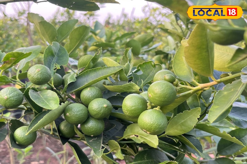 नींबू के पौधे से ज्यादा फल कैसे लें, नींबू में रस को कैसे बढ़ाएं, नींबू के साइज को बड़ा कैसे करें, नींबू के पौधे की गर्मियों में देखभाल कैसे करें, नींबू के पौधे को कौन से पोषक तत्व दें, लोकल 18, How to get more fruit from lemon plant, how to increase juice in lemon, how to increase the size of lemon, how to take care of lemon plant in summer, which nutrients should be given to lemon plant, Local 18