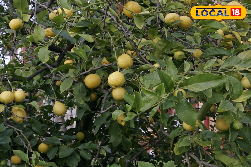 नींबू के पौधे से ज्यादा फल कैसे लें, नींबू में रस को कैसे बढ़ाएं, नींबू के साइज को बड़ा कैसे करें, नींबू के पौधे की गर्मियों में देखभाल कैसे करें, नींबू के पौधे को कौन से पोषक तत्व दें, लोकल 18, How to get more fruit from lemon plant, how to increase juice in lemon, how to increase the size of lemon, how to take care of lemon plant in summer, which nutrients should be given to lemon plant, Local 18