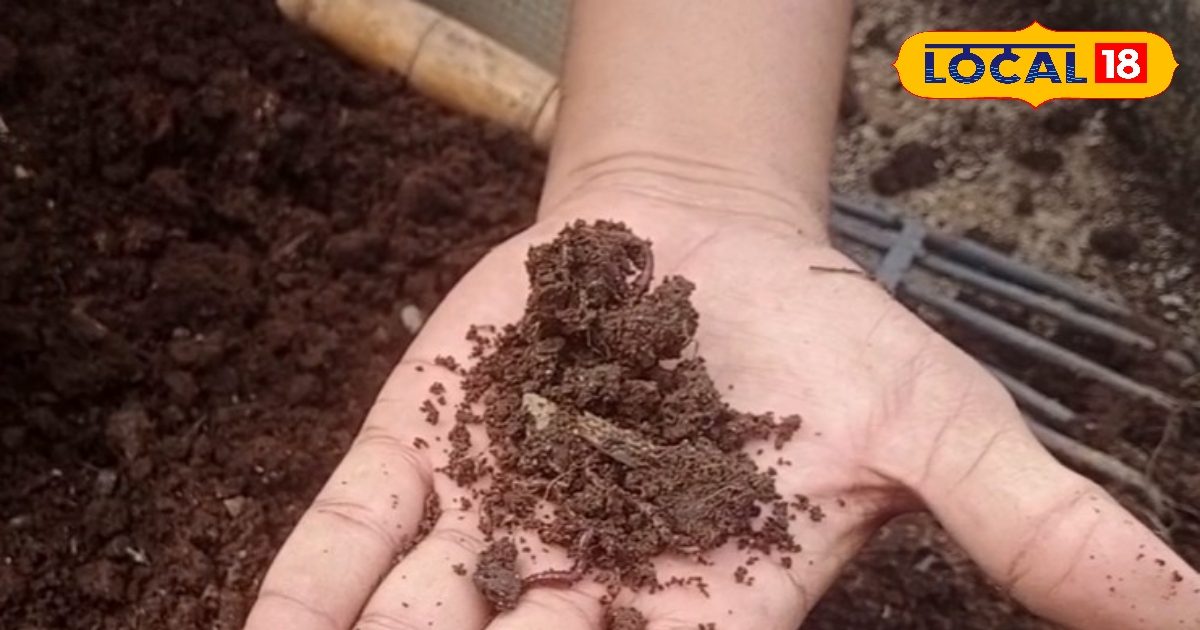 Agriculture Tips: घर बैठे बनाएं सोना जैसी खाद! इस आसान तरीके से तैयार करें वर्मी कंपोस्ट, जानें पूरा प्रोसेस