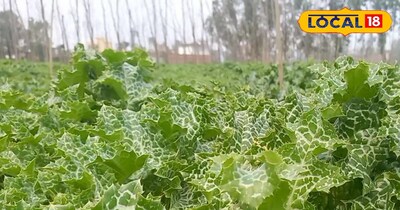 किसान सतीश 'मिल्क थिसल' जैसे कांटेदार औषधीय पौधों से हर साल लाखों की कमाई कर रहे हैं