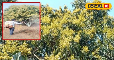 आम में बौर आने पर इस बात का किसान विशेष रखे ध्यान, अन्यथा हो जाएंगे बर्बाद