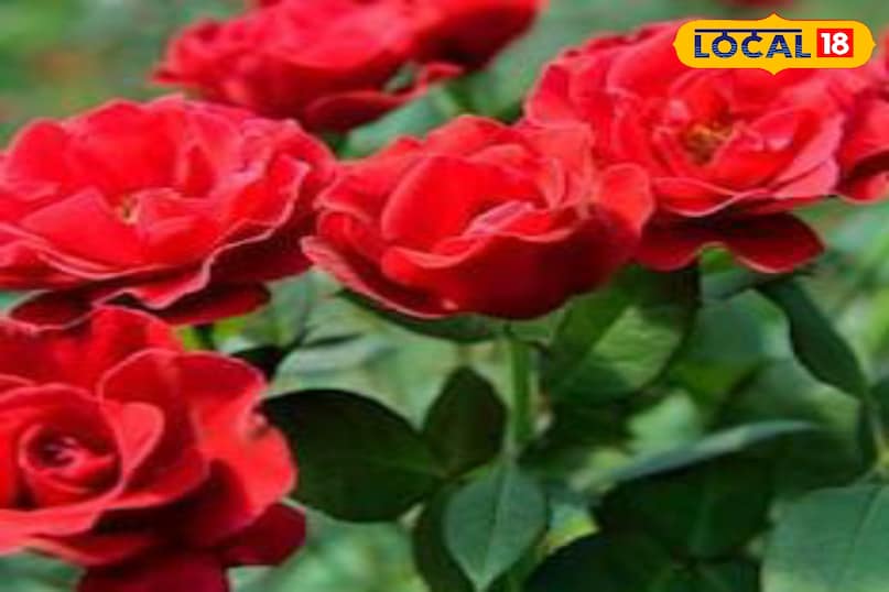 Moradabad news, hindi news, local news, up news, मुरादाबाद समाचार, हिंदी समाचार, लोकल समाचार, यूपी समाचार।