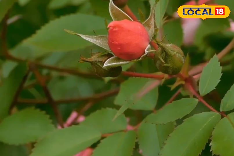 Moradabad news, hindi news, local news, up news, मुरादाबाद समाचार, हिंदी समाचार, लोकल समाचार, यूपी समाचार।