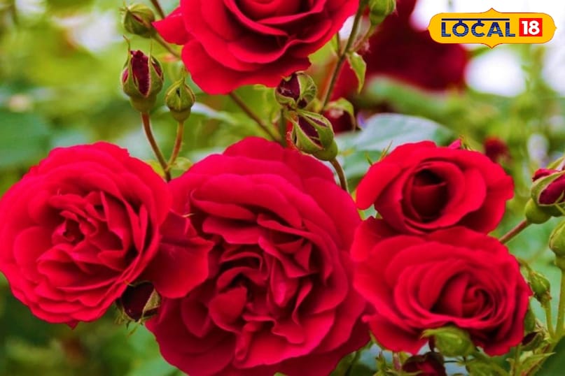 Moradabad news, hindi news, local news, up news, मुरादाबाद समाचार, हिंदी समाचार, लोकल समाचार, यूपी समाचार।