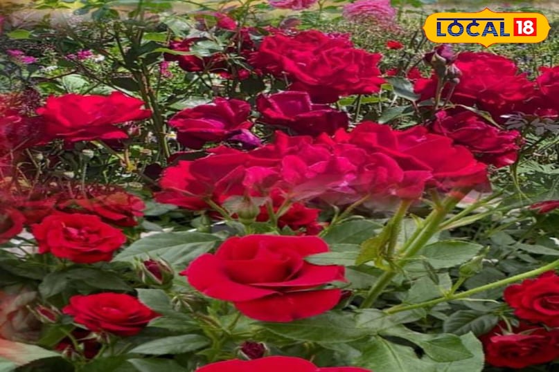 Moradabad news, hindi news, local news, up news, मुरादाबाद समाचार, हिंदी समाचार, लोकल समाचार, यूपी समाचार।