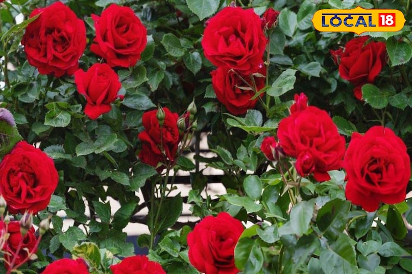 Moradabad news, hindi news, local news, up news, मुरादाबाद समाचार, हिंदी समाचार, लोकल समाचार, यूपी समाचार।