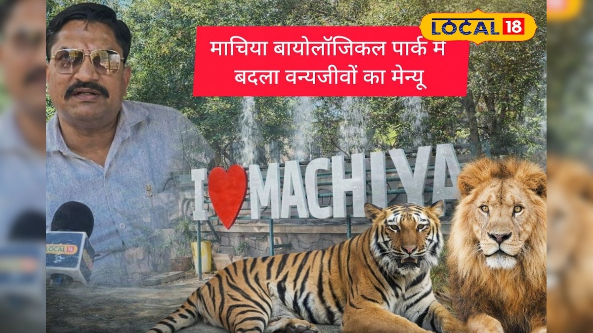 गर्मी का वार, बायोपार्क तैयार! शेर-टाइगर की बदली डाइट, भालू को मिलेगी आइसक्रीम, जानवरों की राहत का खास प्लान