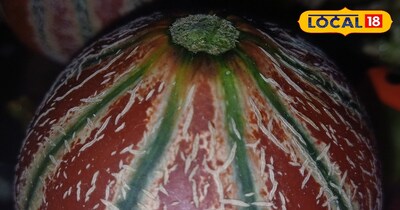 2 उंगली में छुपा है मीठे खरबूजे का राज! खरीदने से पहले जान लें ये 5 ट्रिक, नहीं