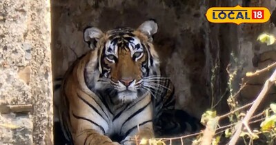 सरिस्का टाइगर रिजर्व बाघिन 