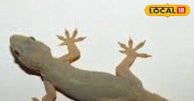 गर्मी के मौसम में छिपकलियां नजर आने लगती हैं।