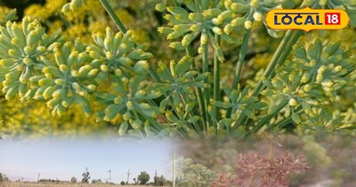 सौंफ की फसल