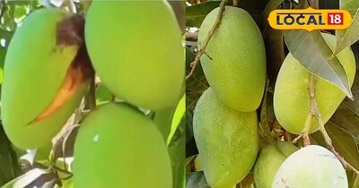 आम के पेड़ की देखभाल 