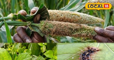 अरंडी-बाजरे को चट कर रही सुंडी, किसानों के लिए जरूरी चेतावनी...