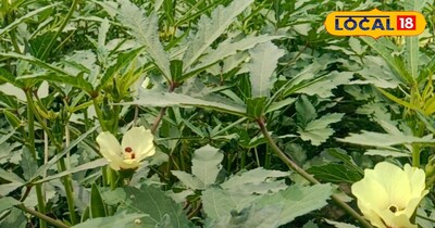 भिंडी की फसल को बर्बाद कर रहा पीला मोजेक