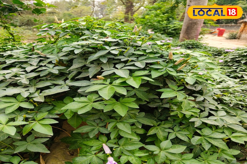 पंचपरणी का पौधा 