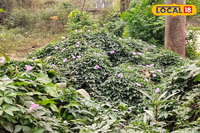 पंचपरणी