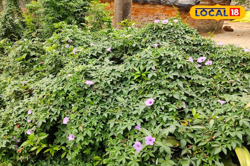 पंचपरणी बेल 