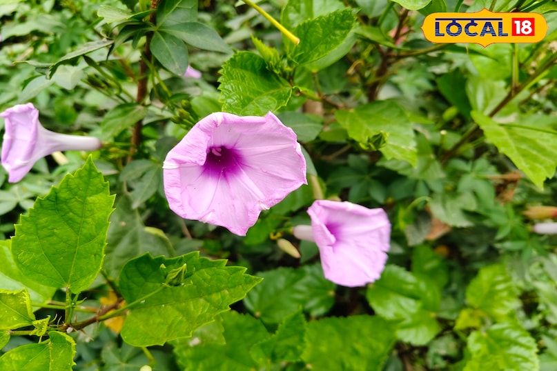 पंचपरणी