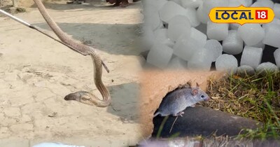 घर पर साँप