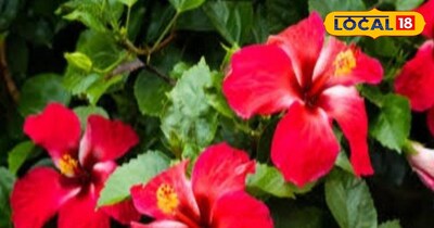 ब्लू का फूल सेहत के लिए होता है फायदेमंद।