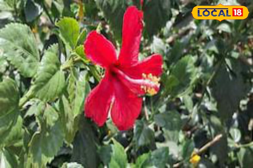 Moradabad news, hindi news, local news, up news, मुरादाबाद समाचार, हिंदी समाचार, लोकल समाचार, यूपी समाचार।