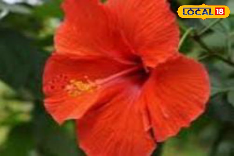 Moradabad news, hindi news, local news, up news, मुरादाबाद समाचार, हिंदी समाचार, लोकल समाचार, यूपी समाचार।