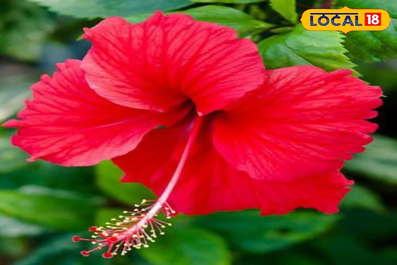 Moradabad news, hindi news, local news, up news, मुरादाबाद समाचार, हिंदी समाचार, लोकल समाचार, यूपी समाचार।