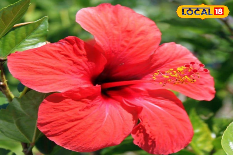 Moradabad news, hindi news, local news, up news, मुरादाबाद समाचार, हिंदी समाचार, लोकल समाचार, यूपी समाचार।