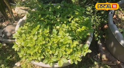 कड़ी धूप में भी एक पत्ता भी नहीं सुखेगा का धनिया पत्ता का, अगर धनिया व पुदीना उग