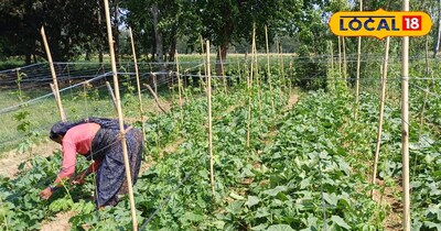 एक खेत से डबल फायदा, खीरा-करेला की स्मार्ट खेती से महीनों तक कमाई, ये खेती बना द