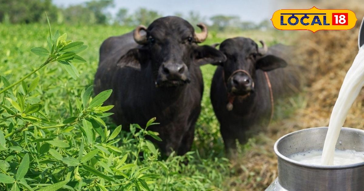 भरतपुर में रंजका चारे का बढ़ता चलन, गर्मी में पशु स्वस्थ और दूध उत्पादन में हो रही बढ़ोतरी