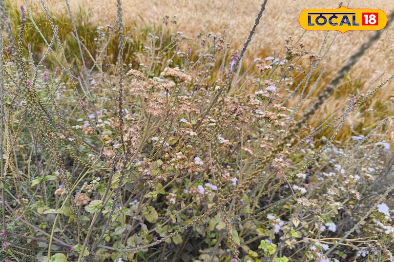 लटजीरा लटजीरा