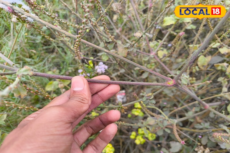 लटजीरा लटजीरा