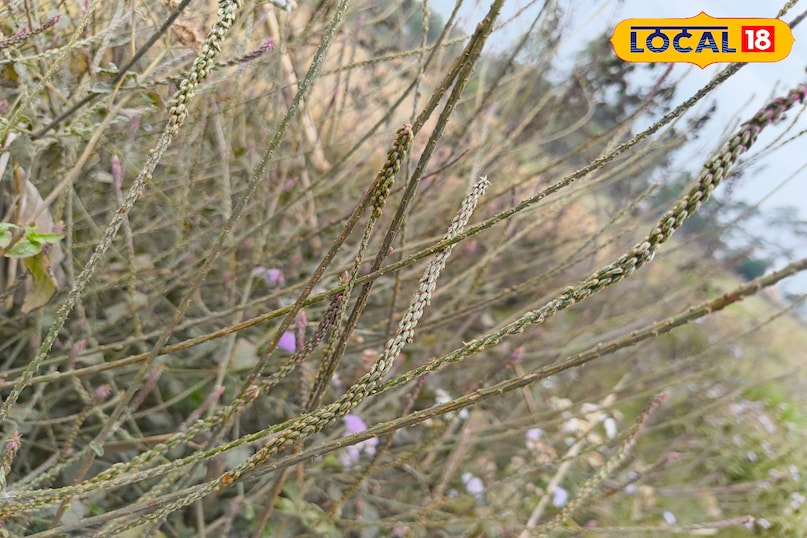 लटजीरा लटजीरा