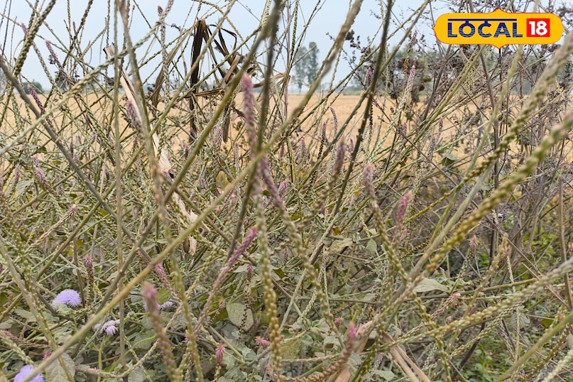 लटजीरा लटजीरा