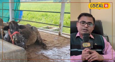 पशु वैज्ञानिक डॉ विपिन कुमार ने लोकल 18 पर दी जानकारी 