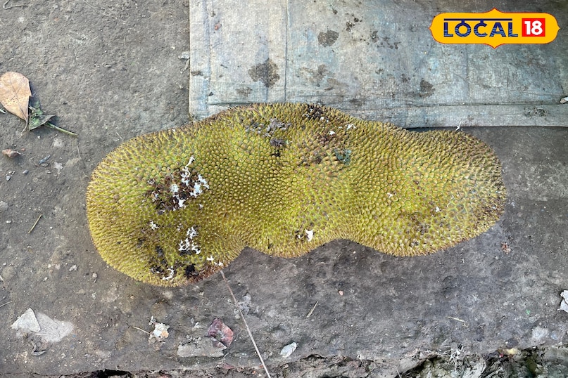 कटहल कटहल