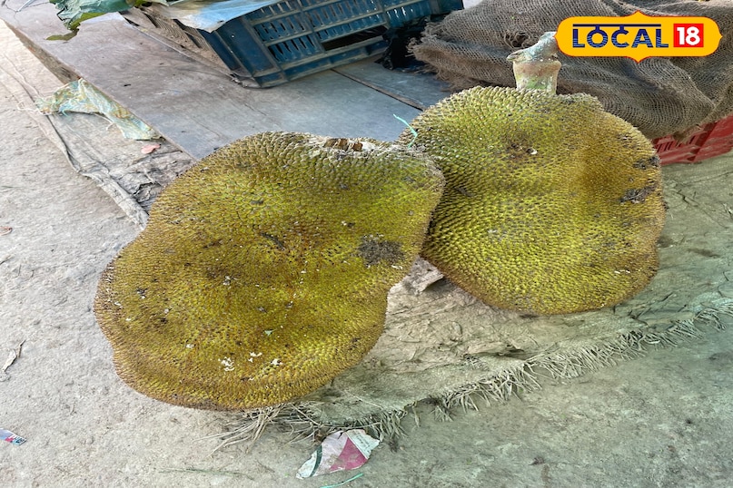 कटहल कटहल