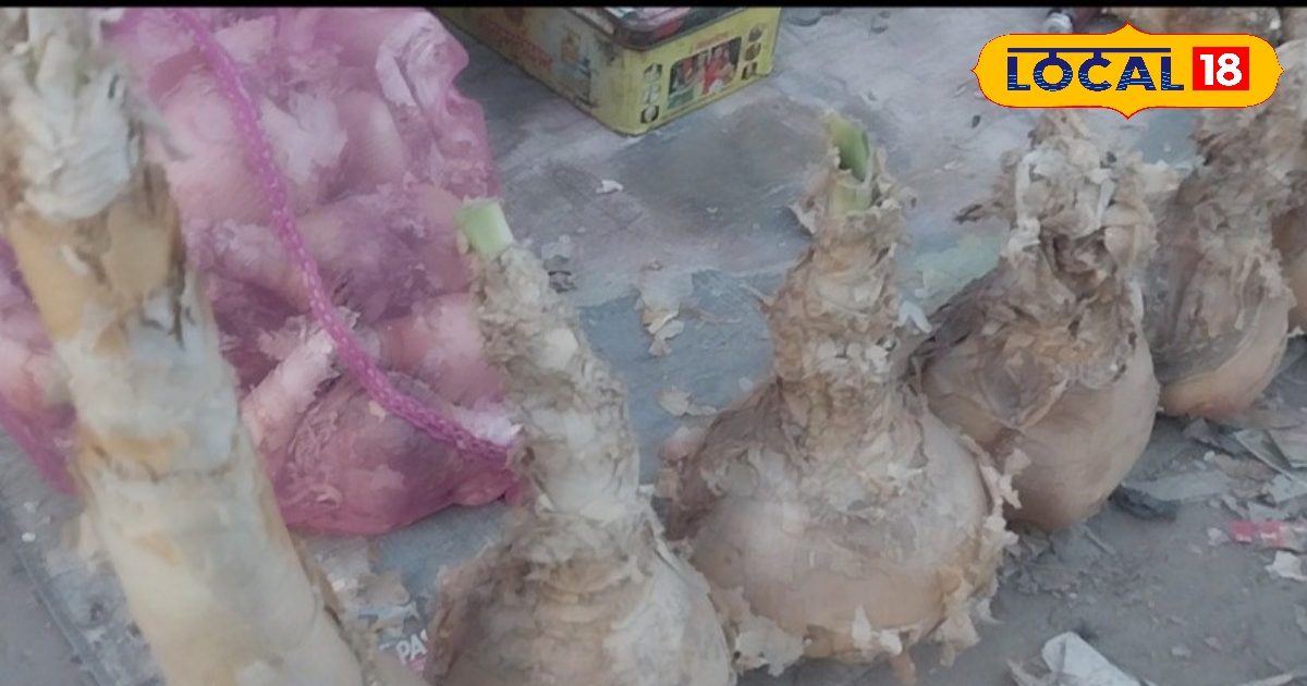 नेपाल के पत्थरों पर उगने वाली ‘जहरीली प्याज’ से मिटेगा जोड़ों का दर्द