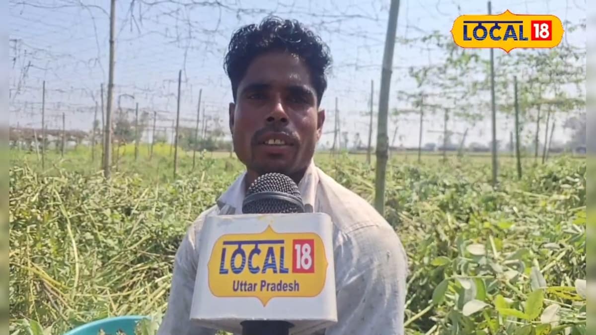 3000 लागत और 80 हजार तक कमाई, बाकला खेती से बदल रही किसानों की किस्मत..यहां जानिए मिट्टी, लागत और मुनाफे की पूरी जानकारी