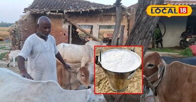ऐसे बढ़ेगी पशुओं की दूध देने की क्षमता!