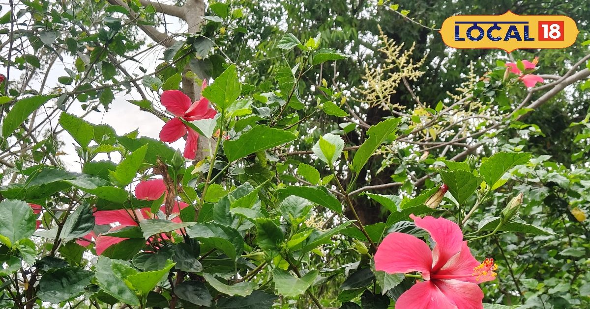 शरीर की कई बीमारियों पर रामबाण है गुड़हल, यहां जानिए इसके चमत्कारी फायदे