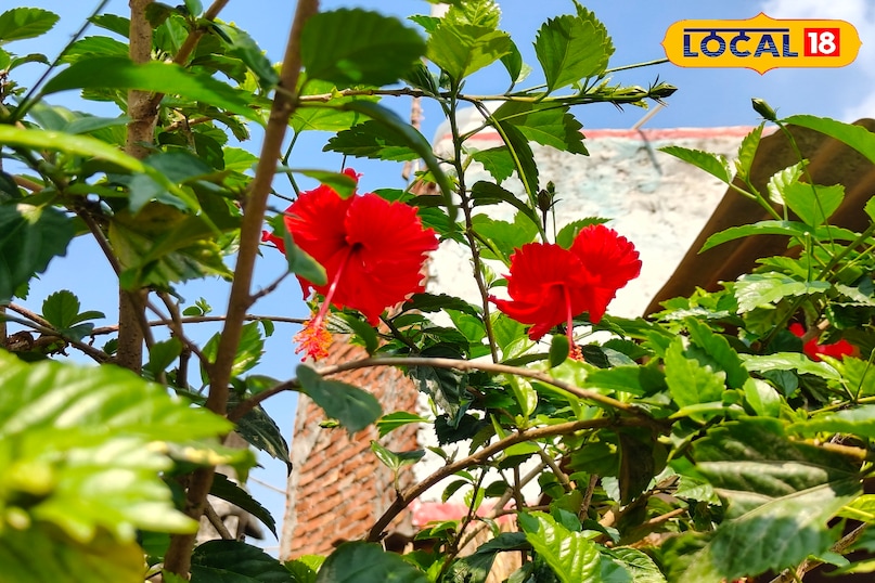 गुड़हल का फूल 