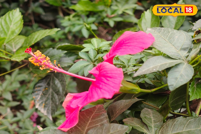 गुड़हल का फूल 