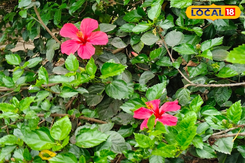 गुड़हल का फूल 