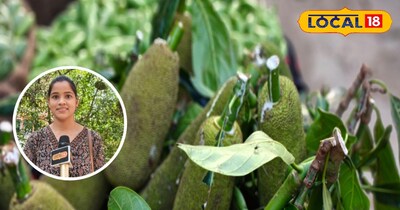 कच्चे कटहल के फायदे 