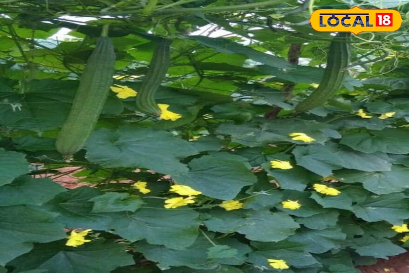 Moradabad news, hindi news, local news, up news, मुरादाबाद समाचार, हिंदी समाचार, लोकल समाचार, यूपी समाचार। Moradabad news, hindi news, local news, up news, मुरादाबाद समाचार, हिंदी समाचार, लोकल समाचार, यूपी समाचार।