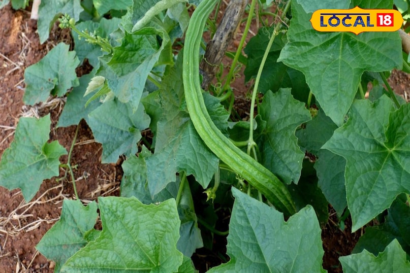 Moradabad news, hindi news, local news, up news, मुरादाबाद समाचार, हिंदी समाचार, लोकल समाचार, यूपी समाचार। Moradabad news, hindi news, local news, up news, मुरादाबाद समाचार, हिंदी समाचार, लोकल समाचार, यूपी समाचार।